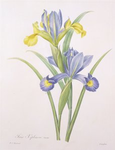 Iris xiphium, lajike, Langlois